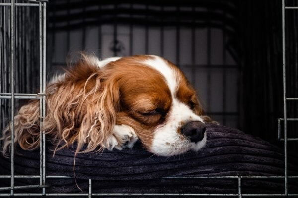 Crate Training Solutions for Limited Spaces in Apartments