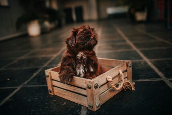 The Ultimate Guide to Sanitizing Dog Crates